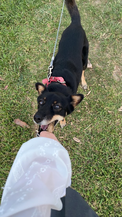 大野さんになついていたワンちゃん