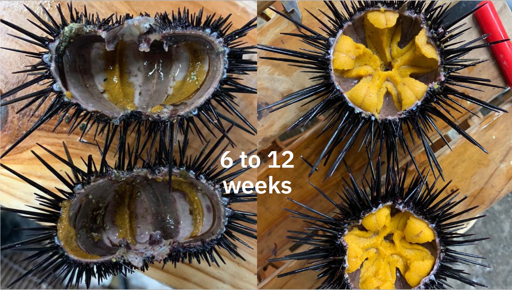 ウニノミクスが畜養したウニ