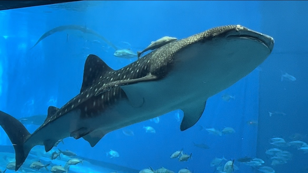美ら海水族館は学校から車で3分。スクーリング中にも行くことができる
